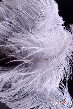 Autruche - 30-40 cm - gris 